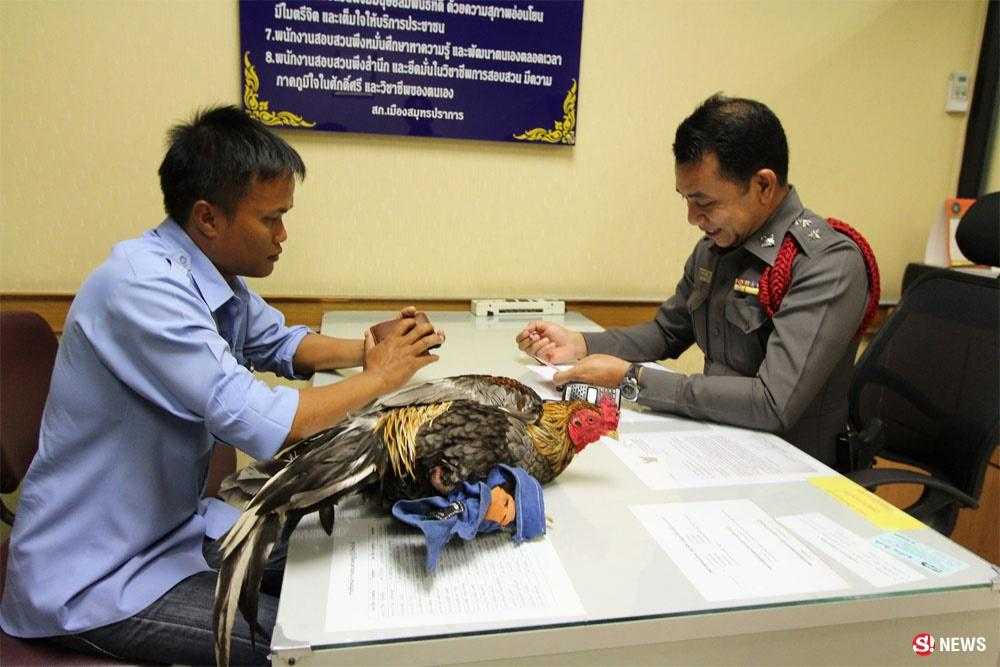 Only in Thailand! Passenger leaves chicken as payment for taxi fare!