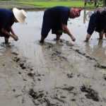 Getting down and dirty Visitors learn how to plant rice seedlings with farmers.