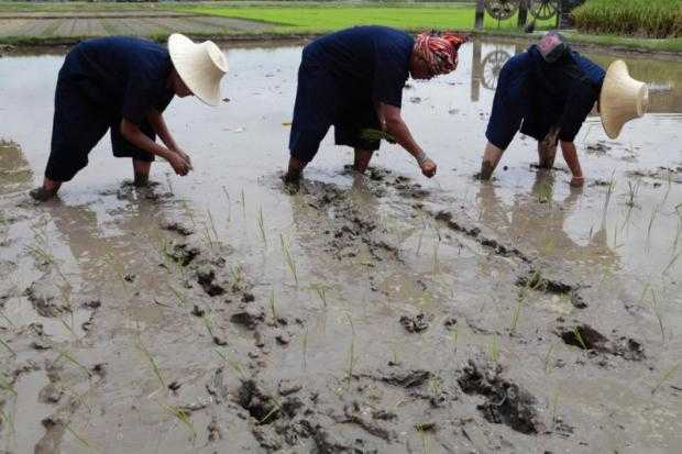 Getting down and dirty Visitors learn how to plant rice seedlings with farmers.