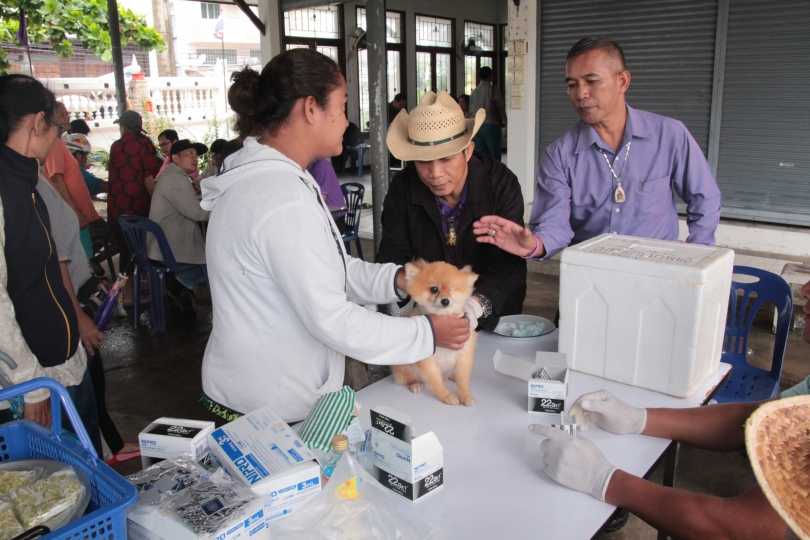 BMA to offer free rabies vaccines for pets