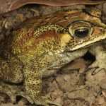 Thai Doctor: Never eat toads – there is no antivenin