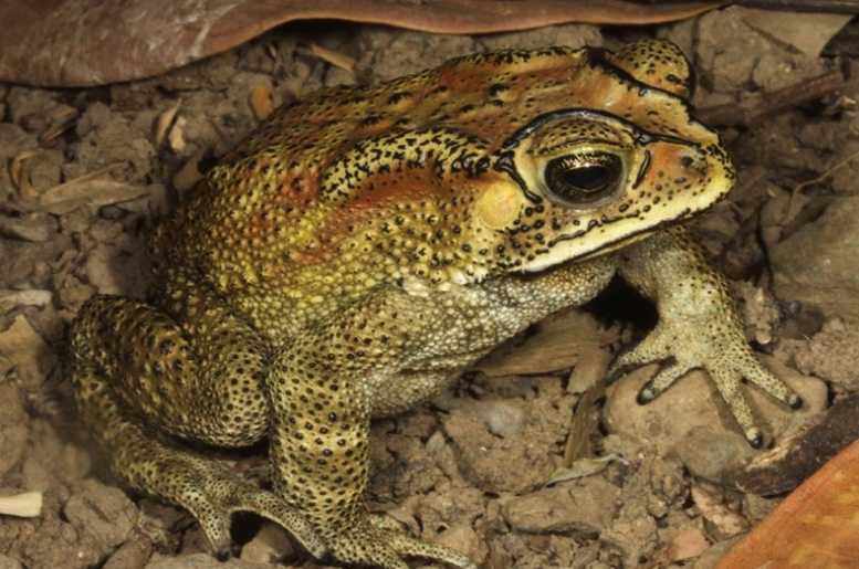 Thai Doctor: Never eat toads – there is no antivenin