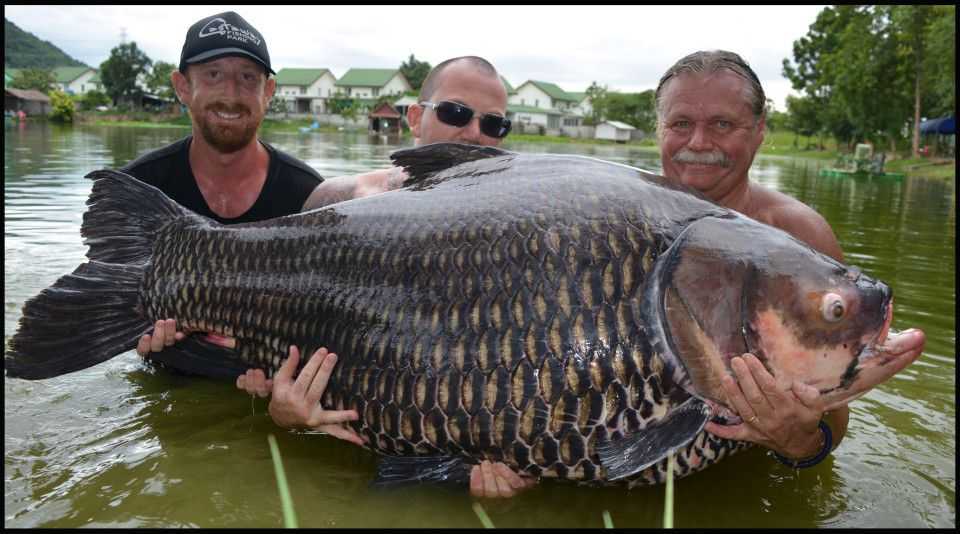 Brit catches massive, record-shattering 100 kilo Siamese Carp in Ratchaburi