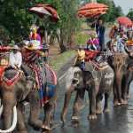 Elephant fair in Surin