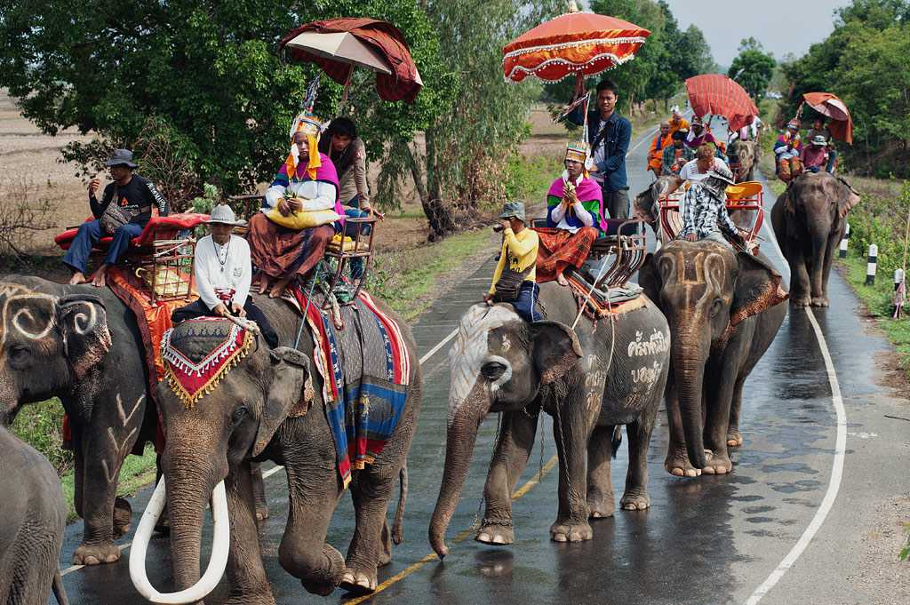 Elephant fair in Surin