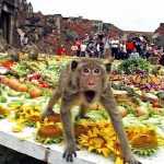 Lop Buri lays on annual monkey banquet