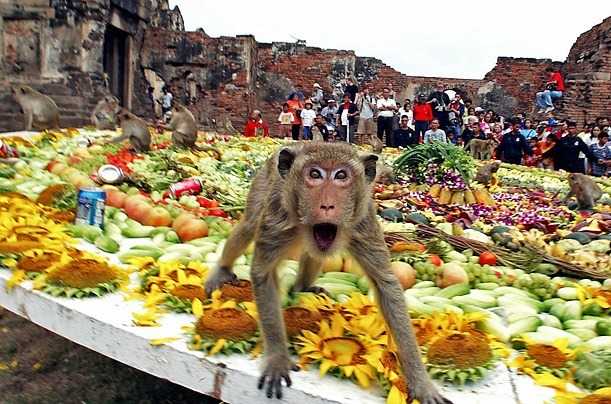 Lop Buri lays on annual monkey banquet