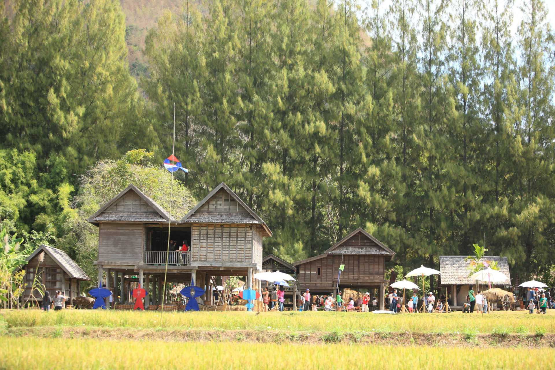 Go cherry picking at Jim Thompson farm this cool season